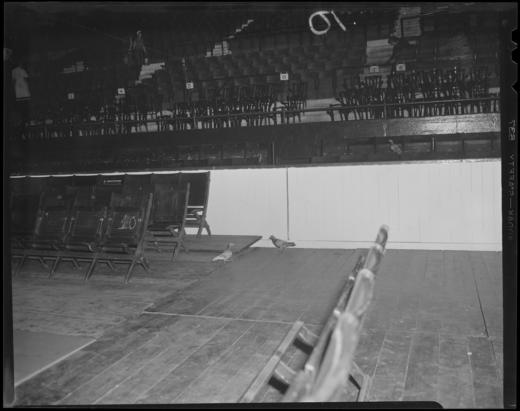 Pigeons on the floor at Boston Garden