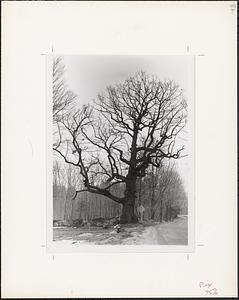 Large tree along road