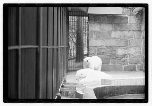 Bears at zoo