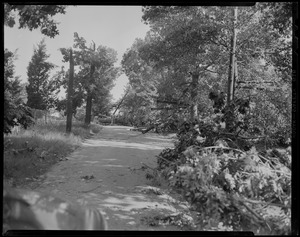 Downed trees along a road, with one man sitting astride a trunk while another walks away