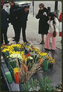 Flowers for sale - Boylston St. opposite Public Garden