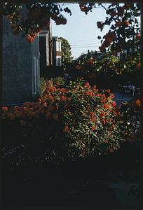 Mrs. Lombardi's house, 8 Mt. Pleasant St.