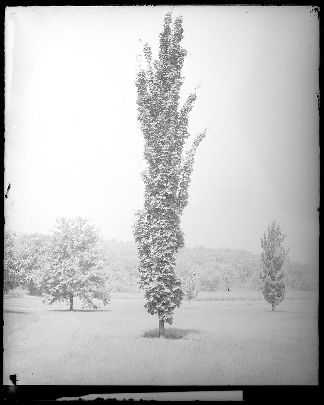 Acer rubrum columnare, Acer saccharum monumentale