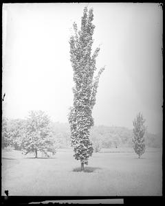 Acer rubrum columnare, Acer saccharum monumentale