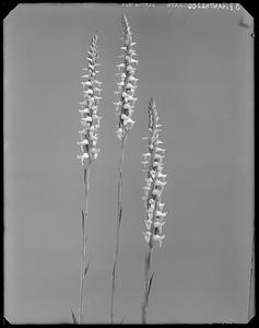 Spiranthes odorata