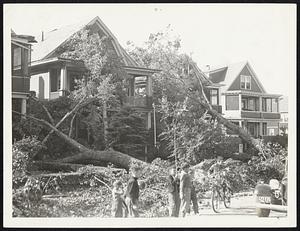 Several huge trees which were uprooted and flung against houses on the Fellsway in Medford.