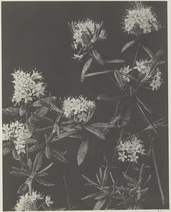 88. Ledum groenlandicum, Labrador tea