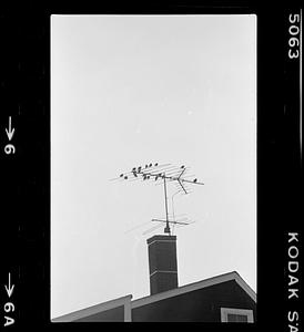 Birds sitting on antenna atop chimney