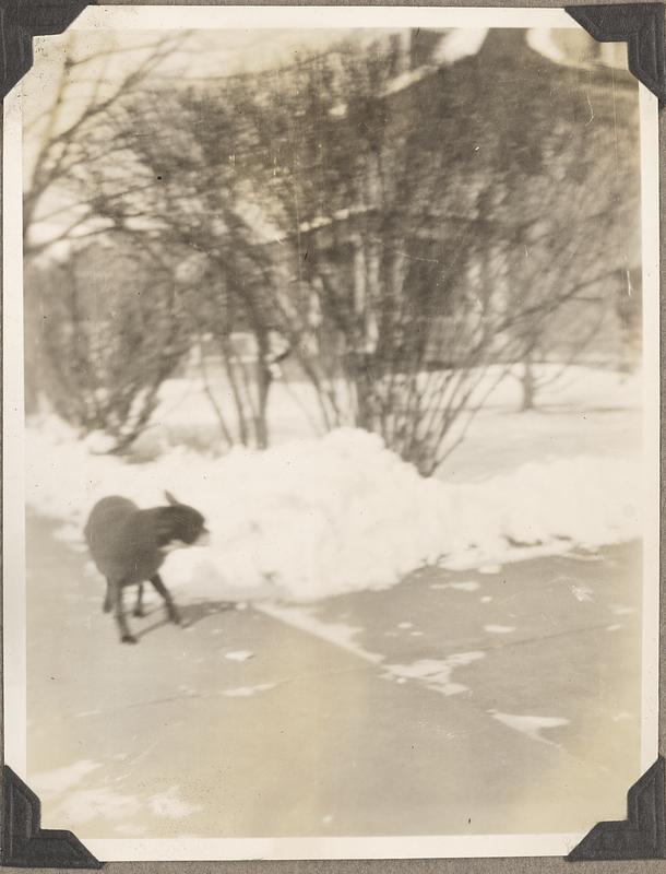 A Boston terrier looks at a snowbank