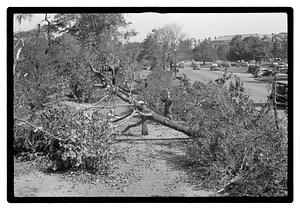 Uprooted tree