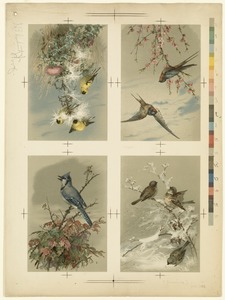 Four plates with birds