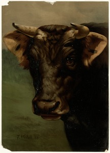 Bull's head