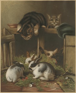 Rabbits and cats