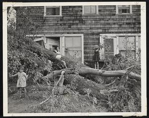Morning After brought potential firewood for Mrs. Frances Walsh (left) of Oakland Beach, R. I.