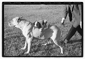 Two dogs