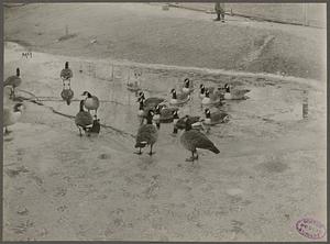 Domesticated Canada Geese