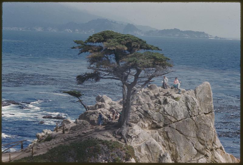 Tree California Coast Carmel Bay Digital Commonwealth   Image Access 800 