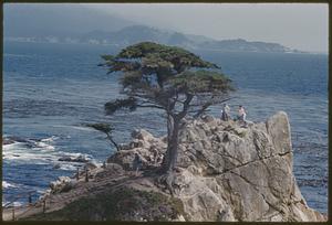 Tree, California coast, Carmel Bay