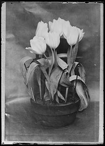 Tulips in pot