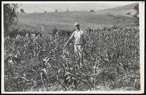 Drought Stunts Growth Of Virginia Corn. A common scene on farms in Virginia -- crops of all kinds have been burned up already or are headed for destruction if there is no rain soon. Photo, taken on the farm of Ed Straw, near Delaphane, in Sheandeah Valley, shows to what extent the long drought has affected cornfields on his farm. The usual size of corn where Straw is standing in the picture would be over his head.