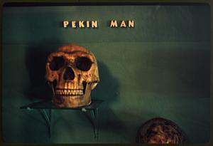 Pekin man