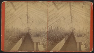 Interior view of a greenhouse