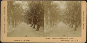 A beautiful of cocoanut palms, Palm Beach, Fla., U.S.A.