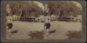 The fleetest of bipeds -- riding a swiftly running ostrich -- on an ostrich farm, Jacksonville, Florida