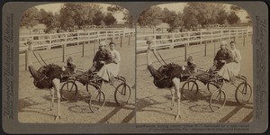 Famous trotting ostrich "Oliver W." -- harnessed for a spin -- record of 2.02 -- Jacksonville, Fla.