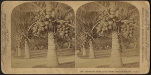 Cocoanut trees in the white sands of Florida, U.S.A.