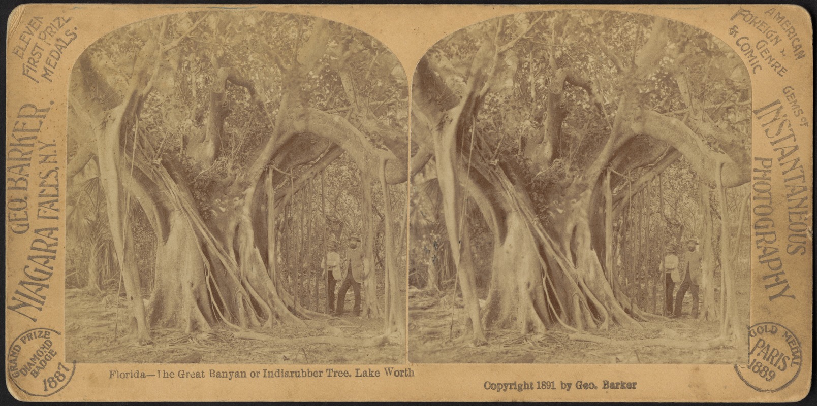 Florida -- The Great Banyan or Indiarubber tree. Lake Worth