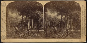 Harvesting the cocoanuts, Florida, U.S.A.