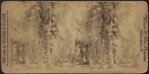 Cocoanuts. Palm Beach. Florida