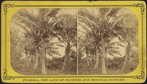 Cocoanut trees showing fruit