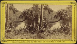 Palmetto hammock, on the Ocklawaha River, Florida