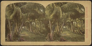 Avenue of cocoanuts, Palm Beach, Fla.