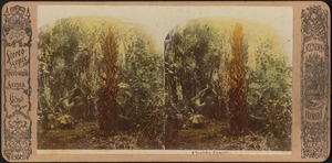 Florida jungle