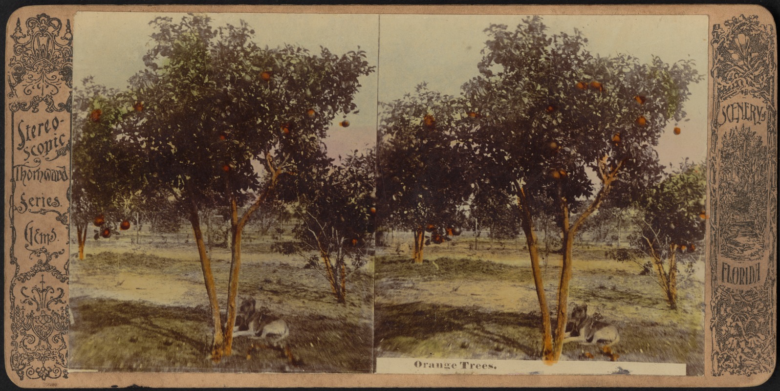 Orange trees