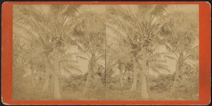 Cocoanut trees showing fruit