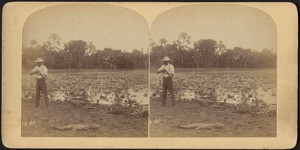 Man aiming his rifle at a small alligator