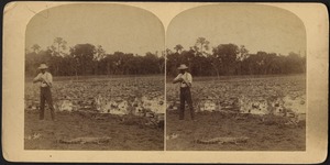 Man aiming his rifle at a small alligator