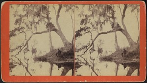 Man seated under a tree by an unidentified body of water