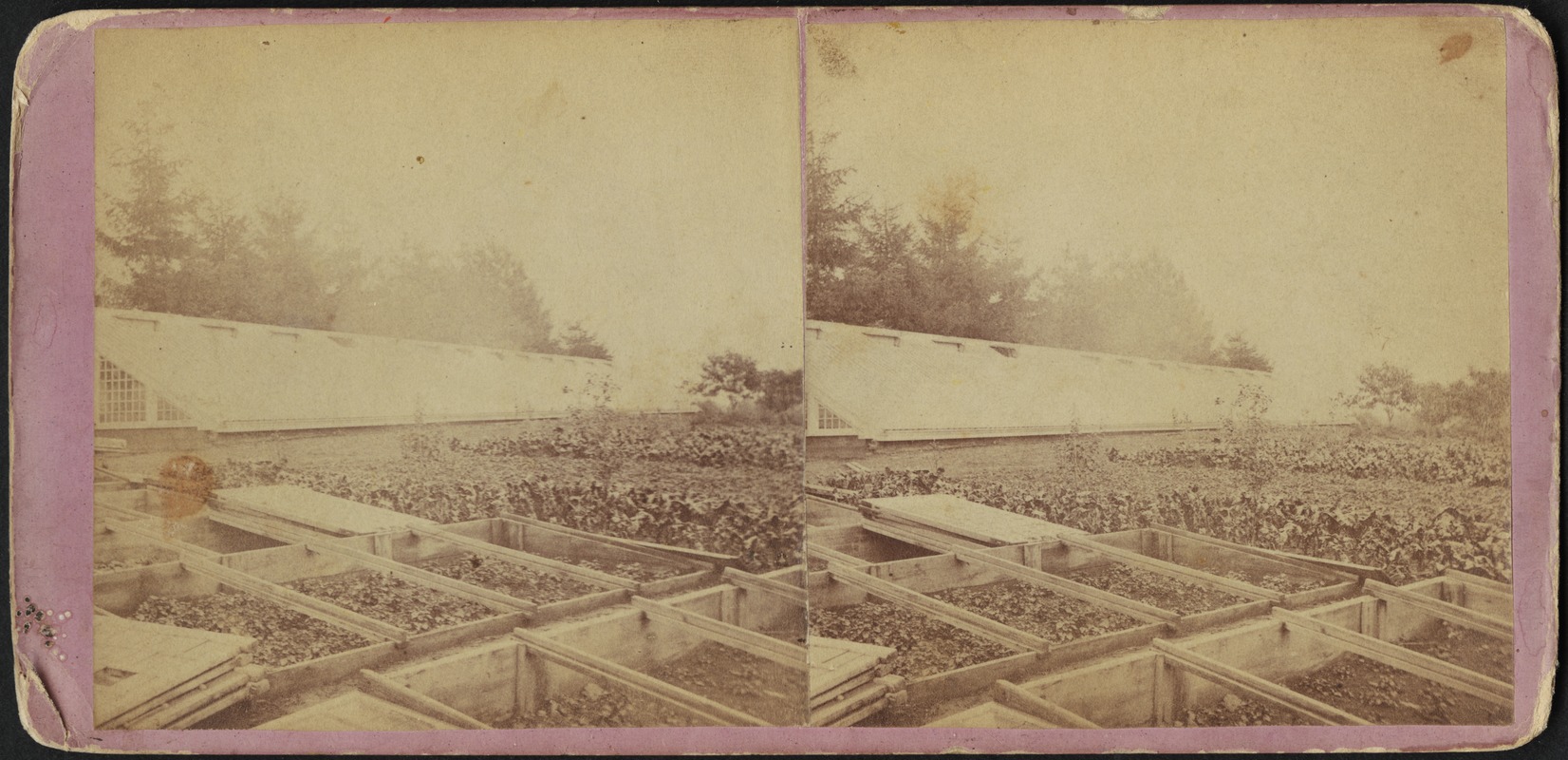 Plants growing in raised garden beds in foreground, with a greenhouse in the background