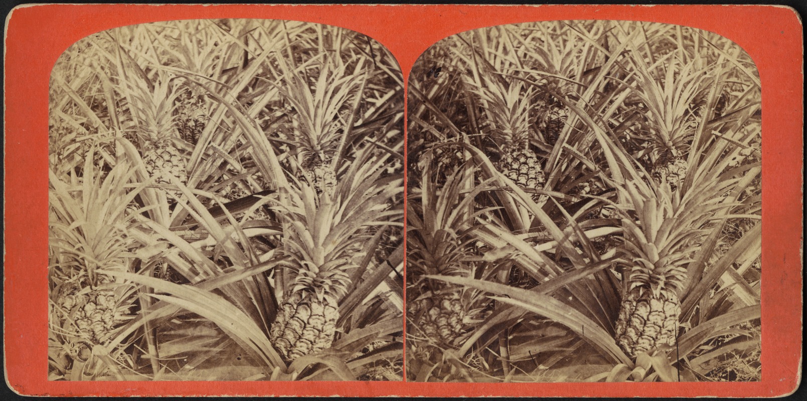 Field pine apples in full fruit