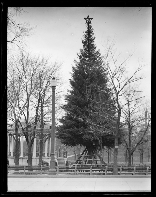 Christmas tree, Boston Common Digital Commonwealth
