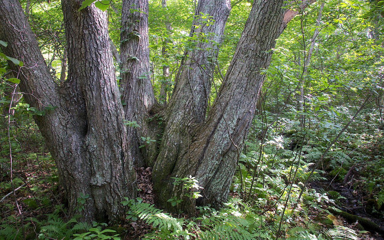 Maple Sprout Clump