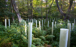 Tree planting tubes- Off Old South Road