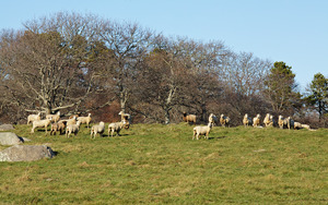 Allen Farm - sheep
