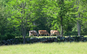 Brookside Farm cows grazing