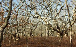 Cape Higgon - Ancient Woods